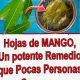 Té de hojas de mango, una bebida con propiedades curativas sorprendentes