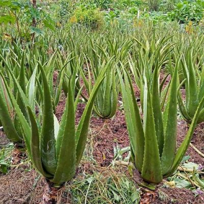Aloe vera: 15 aplicaciones útiles de esta planta milagrosa, que no deberías pasar por alto…