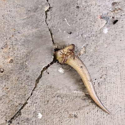 Esa mañana salí al balcón y noté algo extraño moviéndose dentro de la pared. En ese momento me superaron con puro terror, sobre todo cuando me di cuenta de lo que era