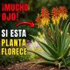 El misterio detrás del por qué florece la planta de aloe vera