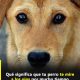 Qué significa cuando tu perro te mira fijamente a los ojos, según expertos