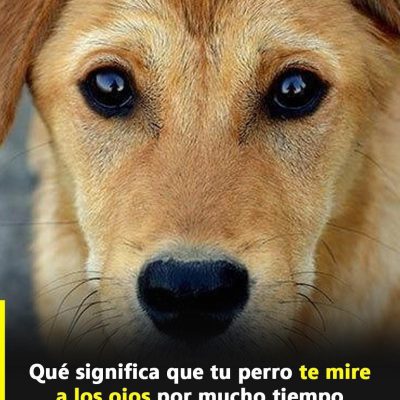 Qué significa cuando tu perro te mira fijamente a los ojos, según expertos