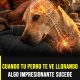 Por qué tu perro se acerca cuando estás triste: lo que dice la ciencia sobre su sensibilidad emocional