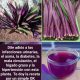 Ortiga Morada: Un Tesoro Silvestre para la Circulación y el Corazón