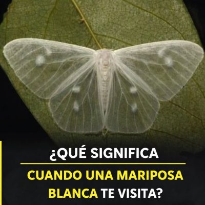 El significado de encontrarse con una mariposa blanca