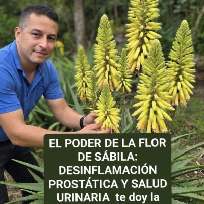 EL PODER DE LA FLOR DE SÁBILA: DESINFLAMACIÓN PROSTÁTICA Y SALUD URINARIA