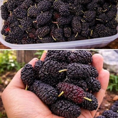 Esta fruta de temporada ahora mejora la vista y regula la presión arterial, pero debe comerse así.