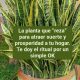 La planta que «reza» para atraer suerte y prosperidad a tu hogar. Te ofrezco el ritual a cambio de un pequeño favor.