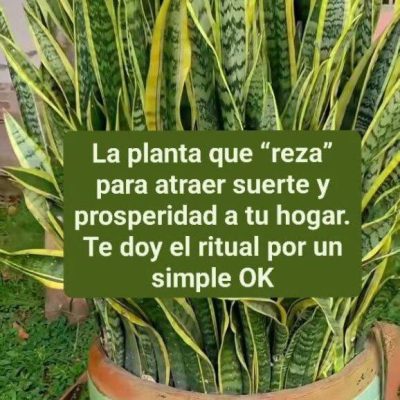 La planta que «reza» para atraer suerte y prosperidad a tu hogar. Te ofrezco el ritual a cambio de un pequeño favor.