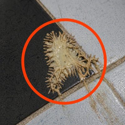 Encontré esto en el baño y nadie logra identificarlo: ¿sabes qué podría ser?