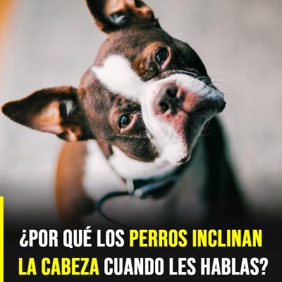 ¿Por qué los perros inclinan la cabeza? El gesto más tierno que esconde una función muy útil