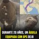 El increíble viaje de un águila que voló durante 20 años y sorprendió a la ciencia