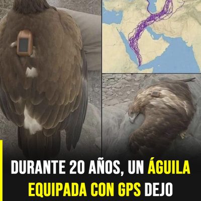 El increíble viaje de un águila que voló durante 20 años y sorprendió a la ciencia