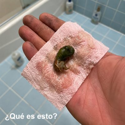 Encontramos esto en el baño y nadie lograba identificarlo… hasta que descubrimos de qué se trataba realmente