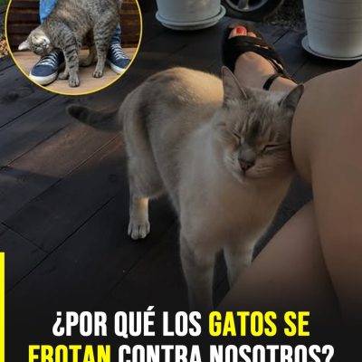 Por qué tu gato se frota contra ti y qué intenta comunicarte con ese gesto