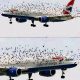 Por qué las aves se acercan a los aviones y cómo los aeropuertos evitan accidentes