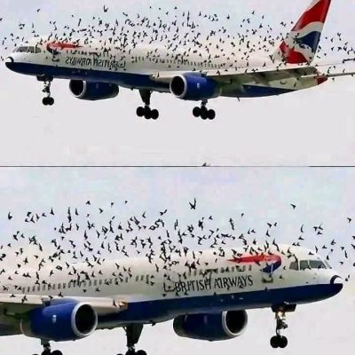 Por qué las aves se acercan a los aviones y cómo los aeropuertos evitan accidentes