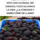 Mora de morera: beneficios reales, propiedades y cómo consumir esta fruta poco conocida
