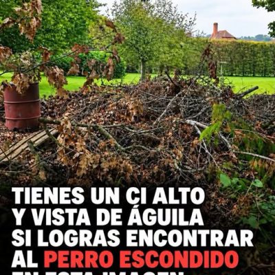 Reto visual: encuentra al perro escondido entre las ramas de esta fotografía