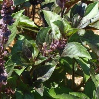 El árbol de la visión lo llaman así porque sirve para todos los problemas de la vista. Te doy la receta por un simple OK